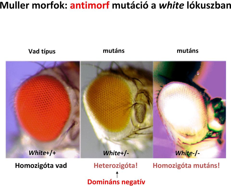 White+/+ White+/- White-/- Homozigóta vad