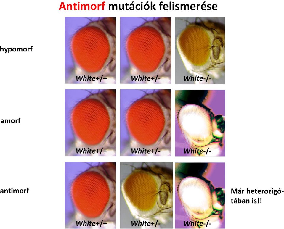 White+/+ White+/- White-/- antimorf Már