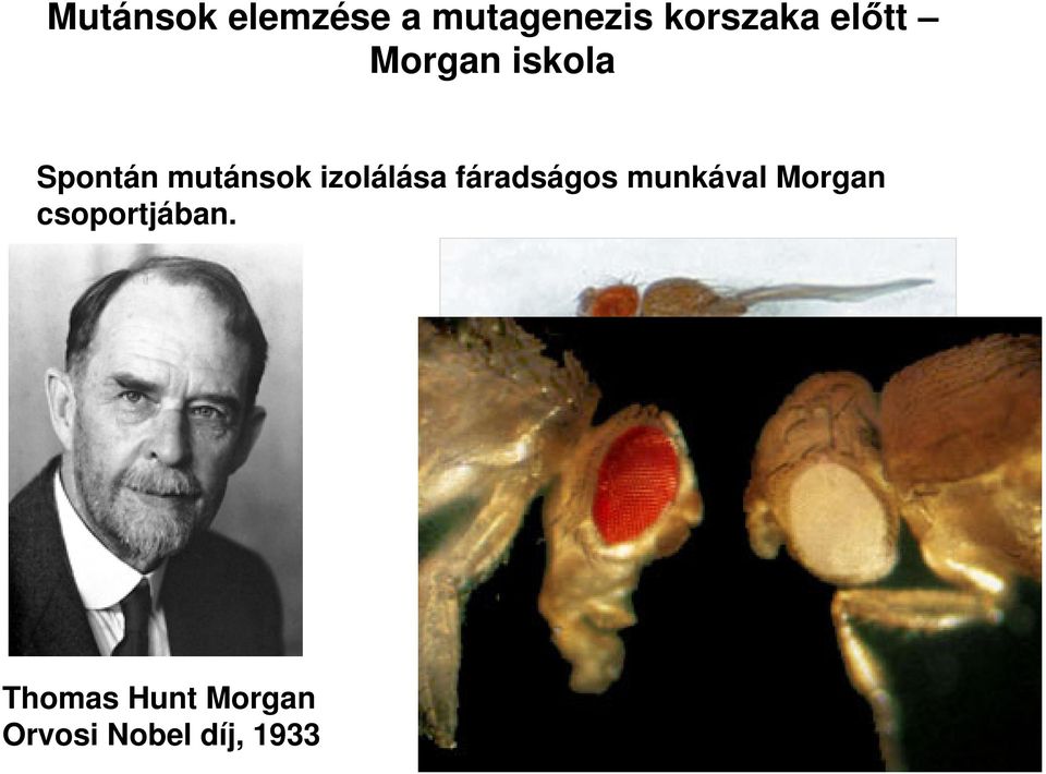 Morgan csoportjában.