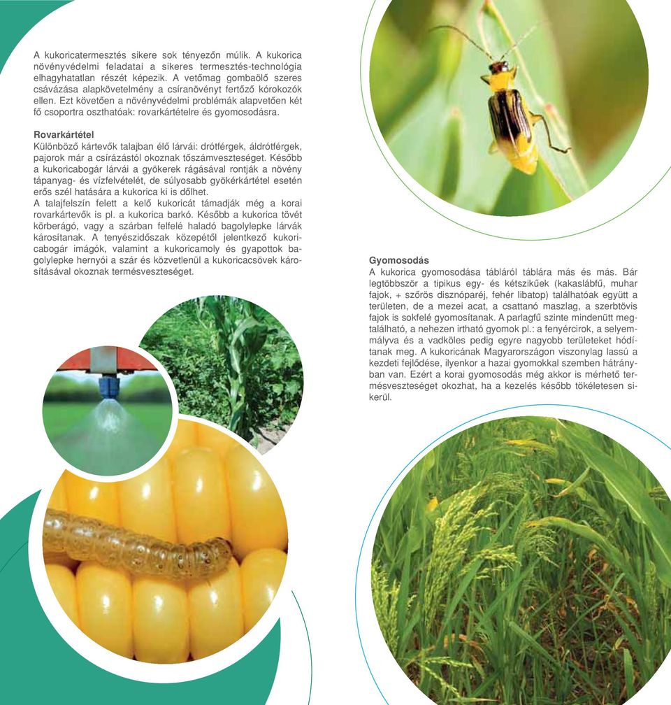 Ezt követôen a növényvédelmi problémák alapvetôen két fô csoportra oszthatóak: rovarkártételre és gyomosodásra.