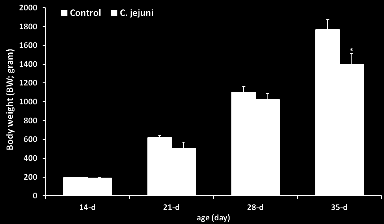 C. jejuni htás broilercsirkék testtömeggyrpodásár 21 dy