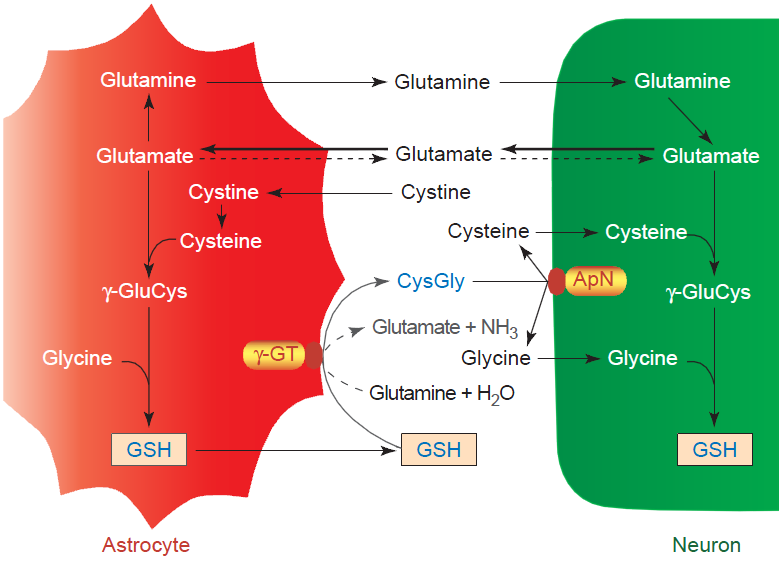 Hertz, Zielke 2004 Glia-neuron interakció Metabolikus együttműködés Glutathione Neuron nem képesek a cystine cystein redukcióra, így gliális glutathione-tól függnek!