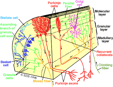 Purkinje cell ml: molecular layer AC: cerebellar astrocytes