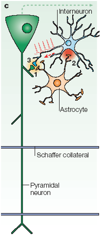 Glia Neuron szignalizáció Példa 3. Hippocampus Szinaptikus transzmisszió asztrociták általi modulációja Feedback moduláció 2.