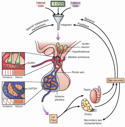 Glia Neuron szignalizáció N G is 2. Gliotranszmisszió Példa 4.