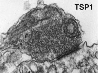 Szinaptogenezis Néhány hetes tiszta RGC (retinal ganglion cell) vagy gerincvelői motoneuron tenyészet: - alacsony szinaptikus aktivitás, - szinaptikus fehérjék