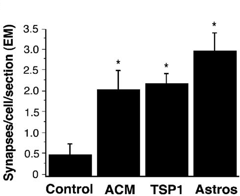 - a legtöbb szinapszis eltűnik ACM: asztro conditioned medium, asztro tenyészet felülúszója Ullian EM.