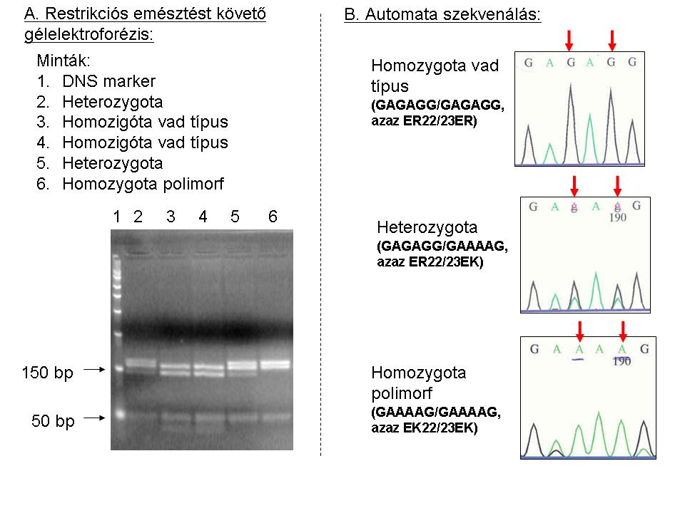 A módszert nemzetközi folyóiratban publikáltuk (J Steroid Biochem Mol Biol., 100:161-6, 2006.) 1.