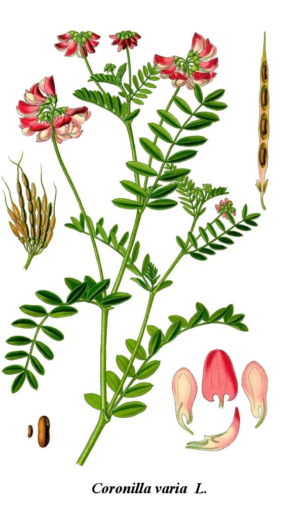 Tarka koronafürt Coronilla varia Fabaceae pillangósvirágúak