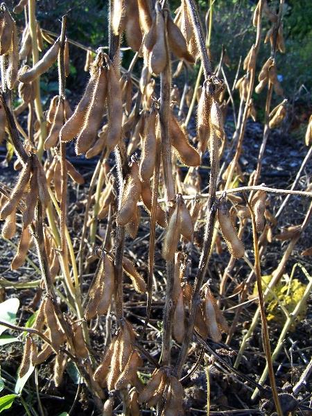 Szója Glycine max Fabaceae pillangósvirágúak az egész növény