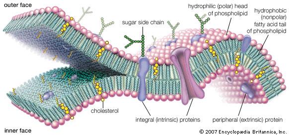 Lipid membránok vizsgálata Phospholipase A2 (PLA2) hatása egy kettős lipid