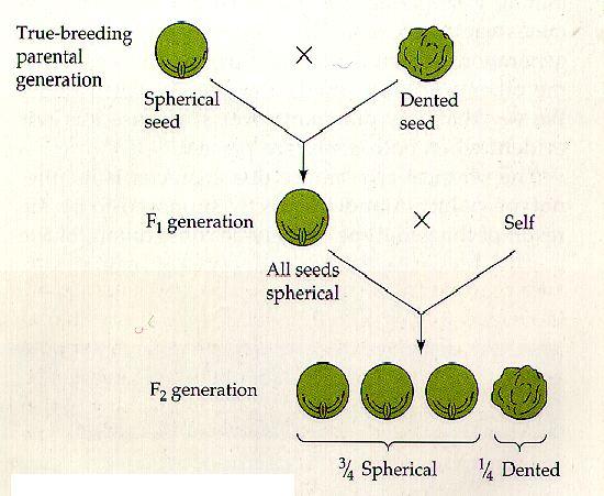 Mendel I.