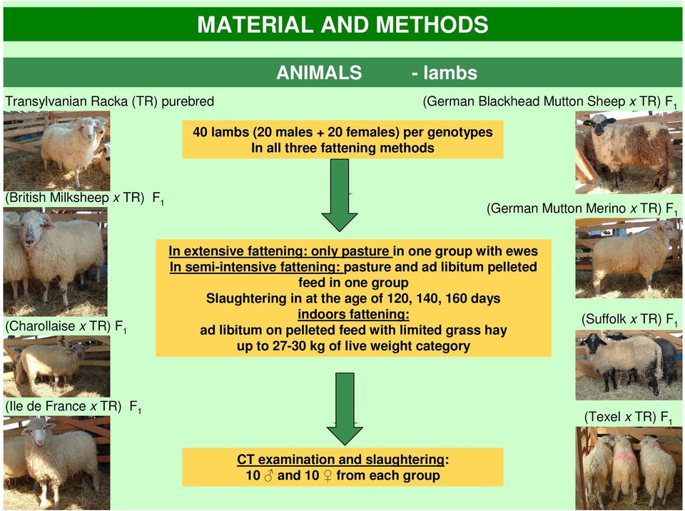 semi-intensive fattening: pasture and ad libitum pelleted feed in one group Slaughtering in at the age of 120, 140, 160 days indoors fattening: ad libitum on pelleted feed