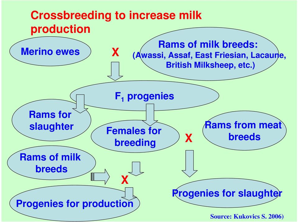 ) F 1 progenies Rams for slaughter Rams of milk breeds Females for breeding X