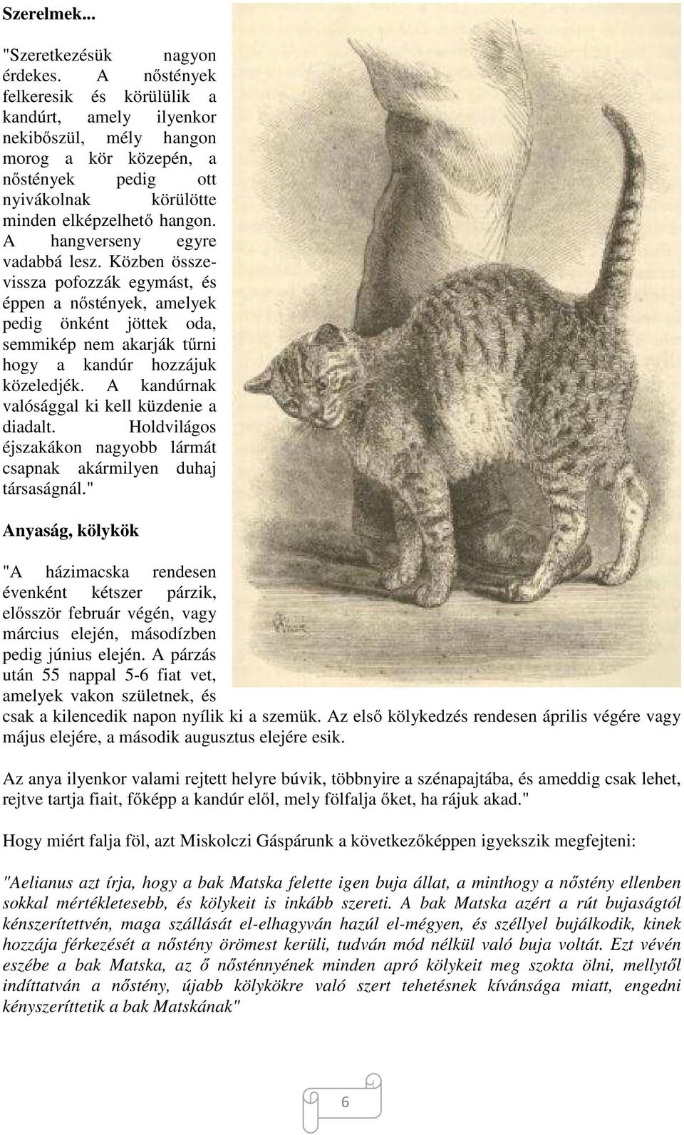 A hangverseny egyre vadabbá lesz. Közben összevissza pofozzák egymást, és éppen a nőstények, amelyek pedig önként jöttek oda, semmikép nem akarják tűrni hogy a kandúr hozzájuk közeledjék.