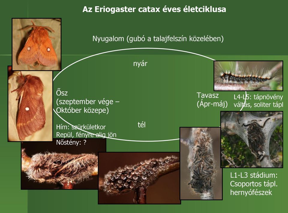 szürkületkor Repül, fényre alig jön Nőstény:?