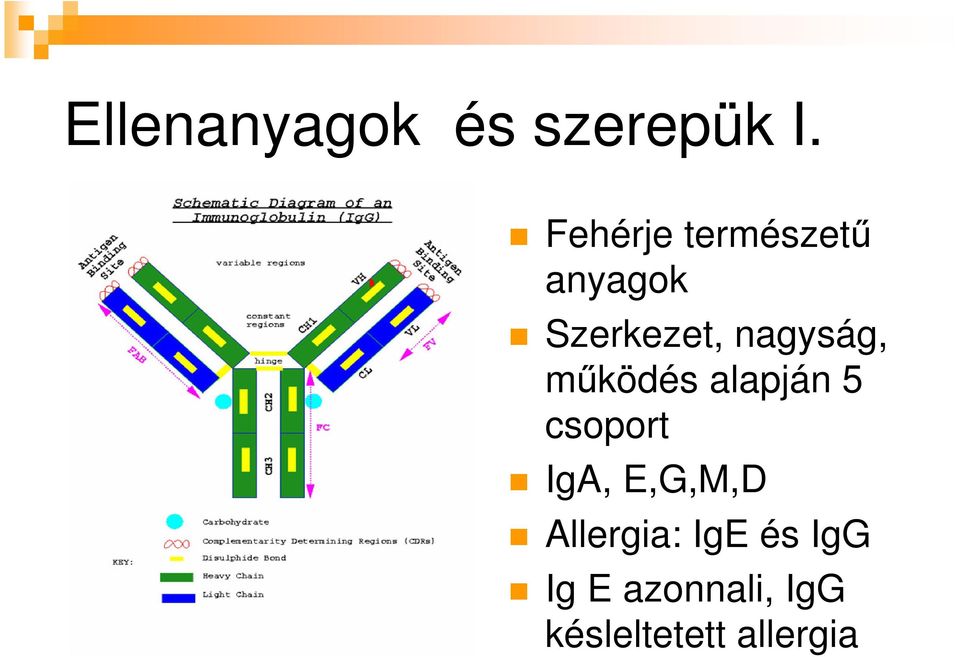 nagyság, mőködés alapján 5 csoport IgA,