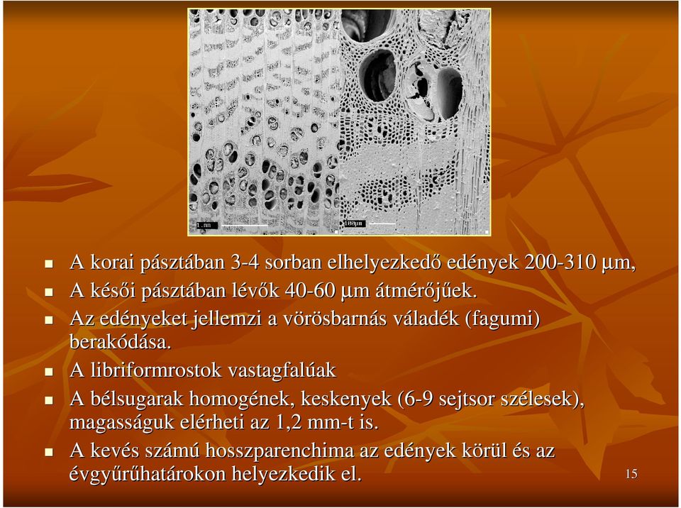 A libriformrostok vastagfalúak ak A bélsugarak b homogének, keskenyek (6-9 9 sejtsor szélesek), magasságuk guk