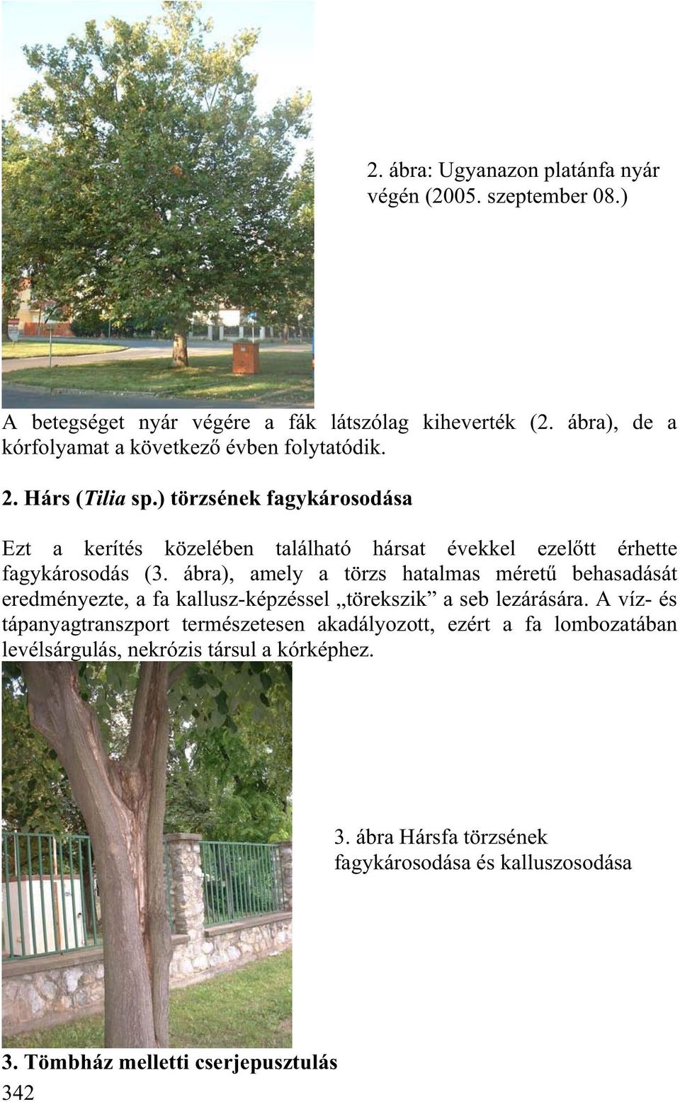 ) törzsének fagykárosodása Ezt a kerítés közelében található hársat évekkel ezel tt érhette fagykárosodás (3.
