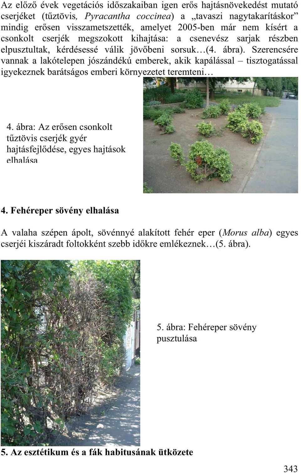 Szerencsére vannak a lakótelepen jószándékú emberek, akik kapálással tisztogatással igyekeznek barátságos emberi környezetet teremteni 4.