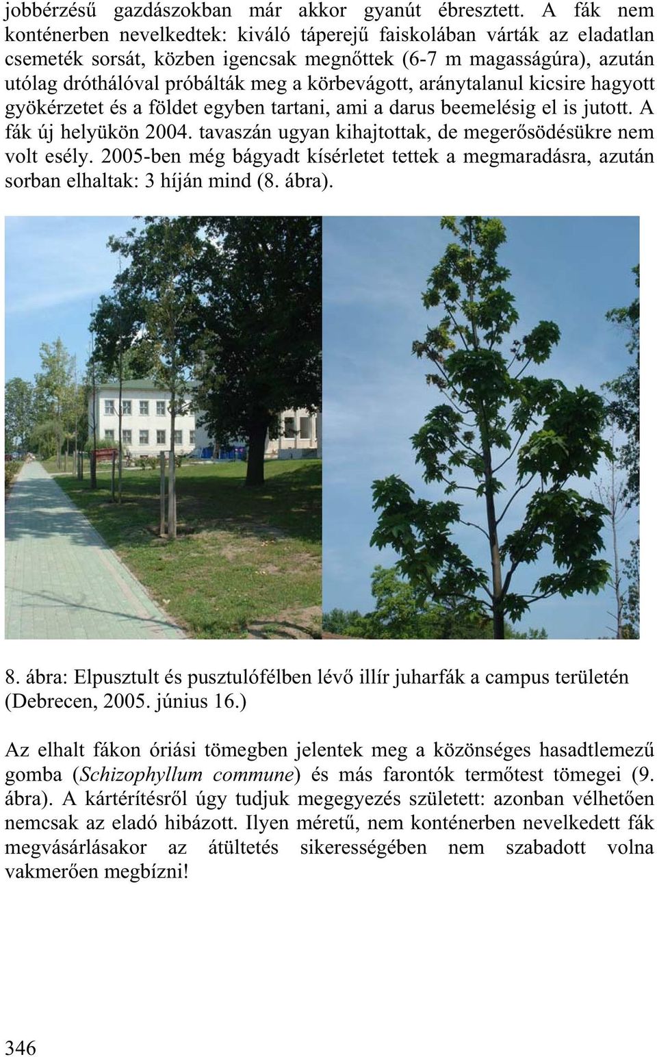körbevágott, aránytalanul kicsire hagyott gyökérzetet és a földet egyben tartani, ami a darus beemelésig el is jutott. A fák új helyükön 2004.