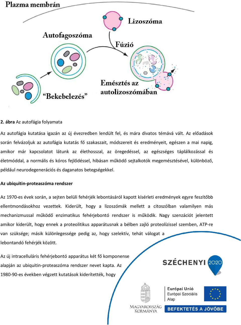 táplálkozással és életmóddal, a normális és kóros fejlődéssel, hibásan működő sejtalkotók megemésztésével, különböző, például neurodegenerációs és daganatos betegségekkel.