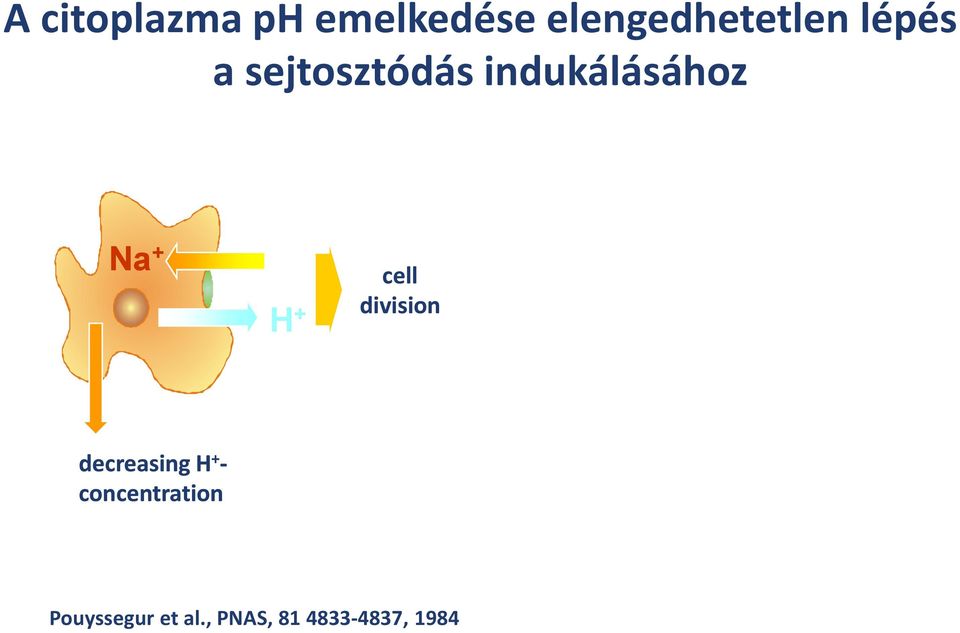 cell division decreasing H + -