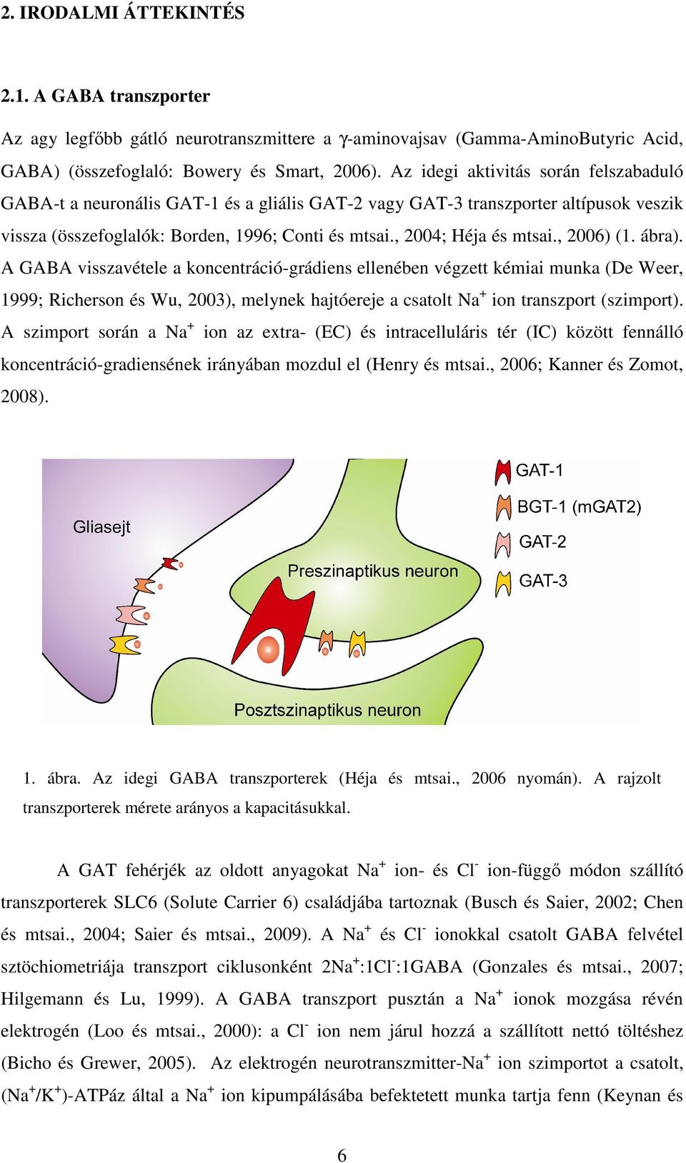 , 2006) (1. ábra). A GABA visszavétele a koncentráció-grádiens ellenében végzett kémiai munka (De Weer, 1999; Richerson és Wu, 2003), melynek hajtóereje a csatolt Na + ion transzport (szimport).