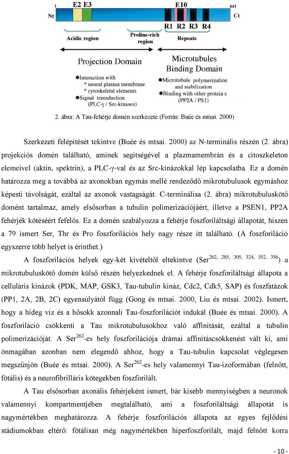 Ez a domén határozza meg a továbbá az axonokban egymás mellé rendeződő mikrotubulusok egymáshoz képesti távolságát, ezáltal az axonok vastagságát. C-terminálisa (2.