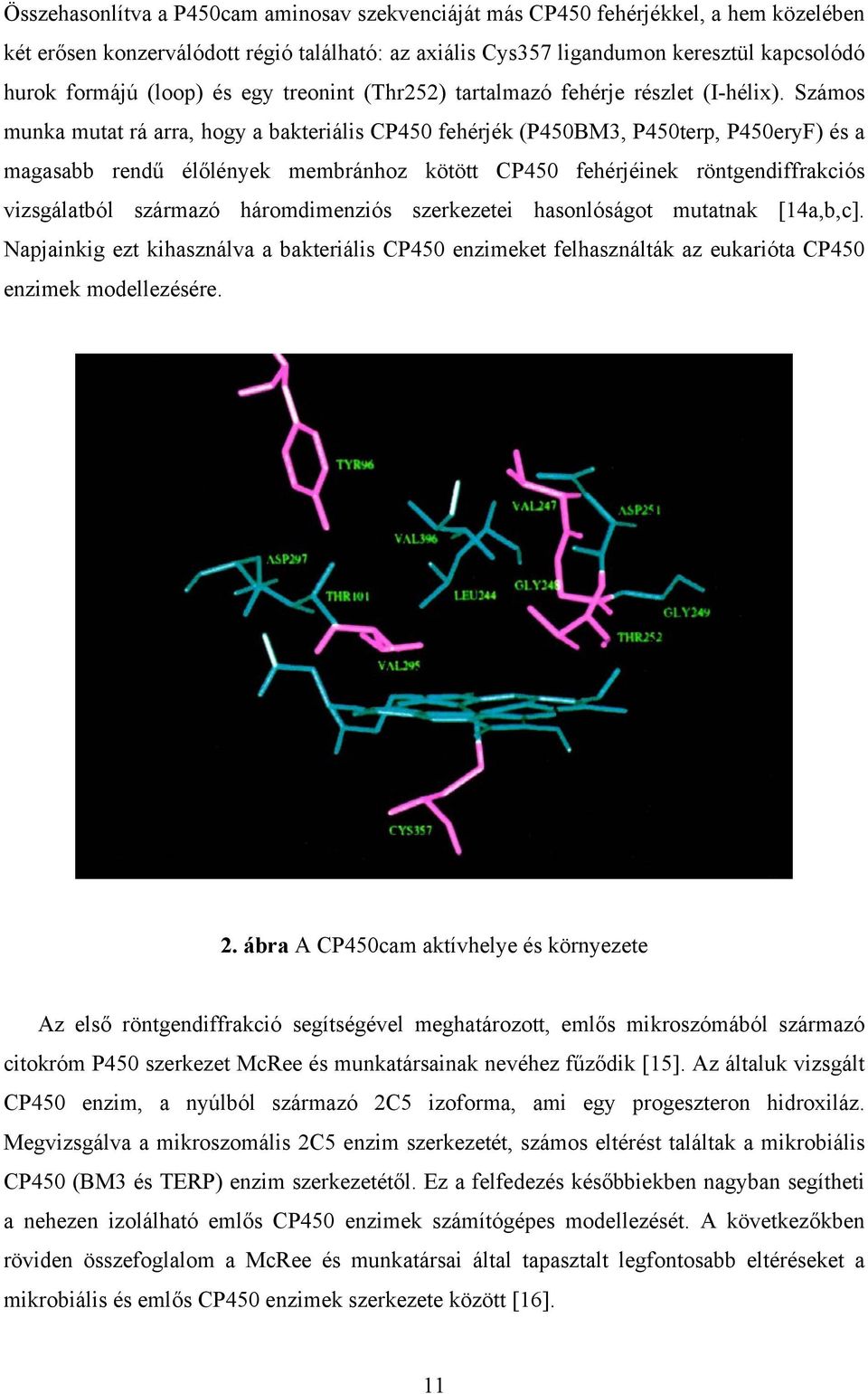 Számos munka mutat rá arra, hogy a bakteriális CP450 fehérjék (P450BM3, P450terp, P450eryF) és a magasabb rendű élőlények membránhoz kötött CP450 fehérjéinek röntgendiffrakciós vizsgálatból származó