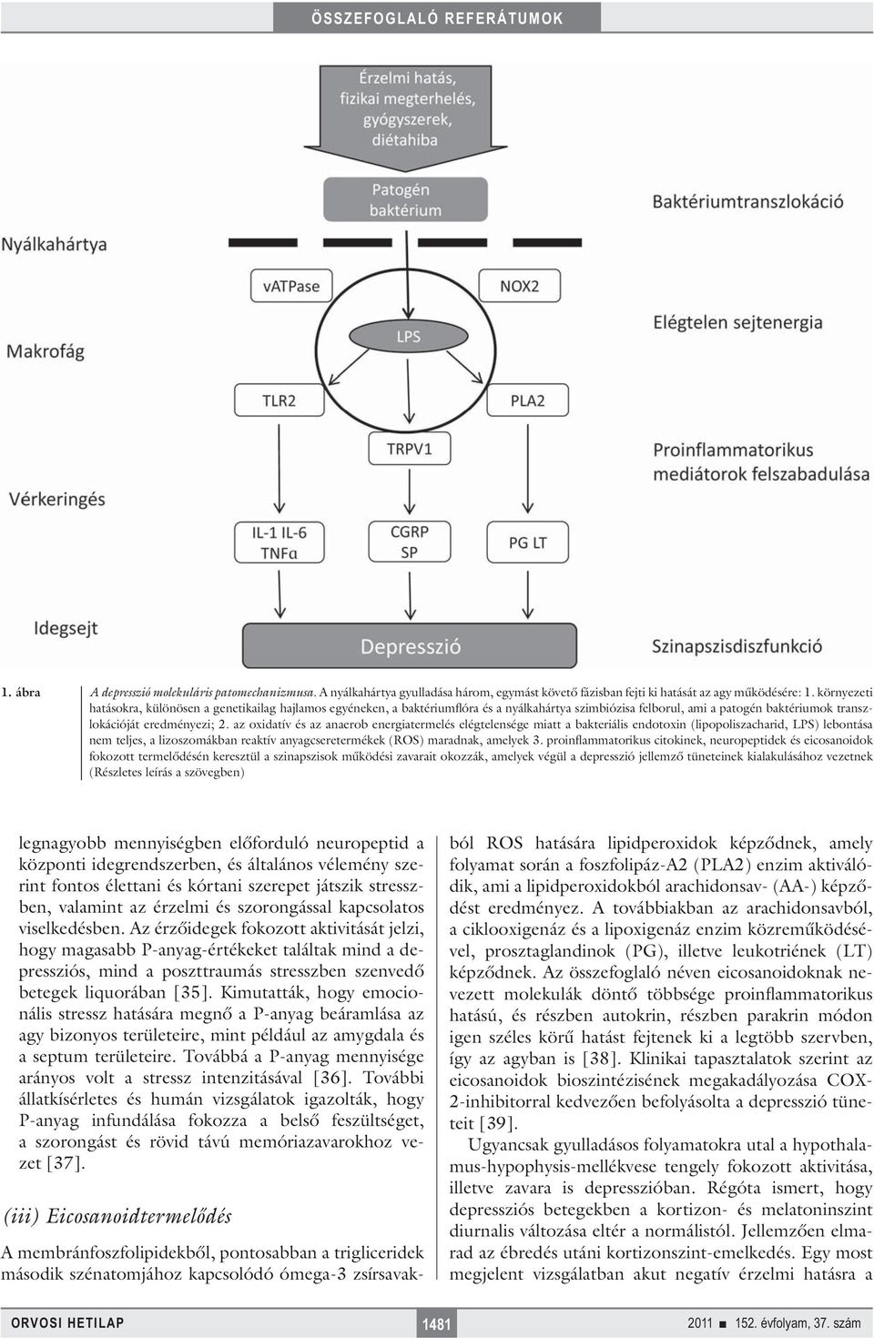 az oxidatív és az anaerob energiatermelés elégtelensége miatt a bakteriális endotoxin (lipopoliszacharid, LPS) lebontása nem teljes, a lizoszomákban reaktív anyagcseretermékek (ROS) maradnak, amelyek