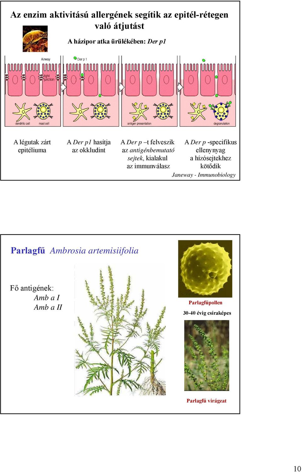 kialakul az immunválasz A Der p -specifikus ellenynyag a hízósejtekhez kötődik Janeway - Immunobiology