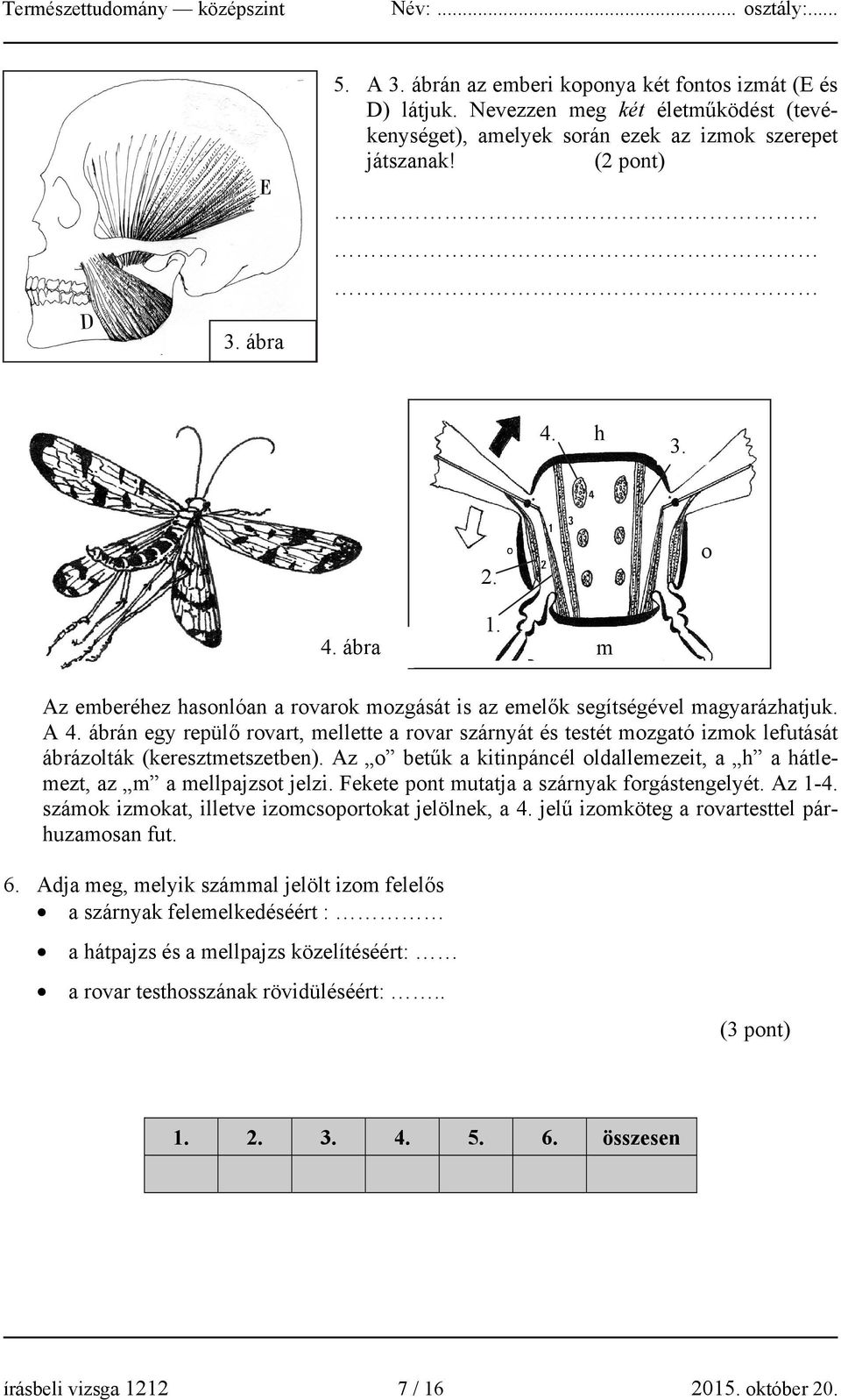 ábrán egy repülő rovart, mellette a rovar szárnyát és testét mozgató izmok lefutását ábrázolták (keresztmetszetben). Az o betűk a kitinpáncél oldallemezeit, a h a hátlemezt, az m a mellpajzsot jelzi.