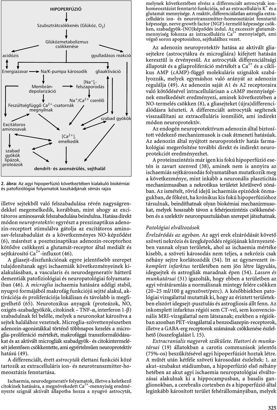 Hatása direkt módon neuroprotektív: egyrészt a preszinaptikus adenozin-receptort stimulálva gátolja az excitátoros aminosav-felszabadulást és a következményes NO-képződést (6),másrészt a