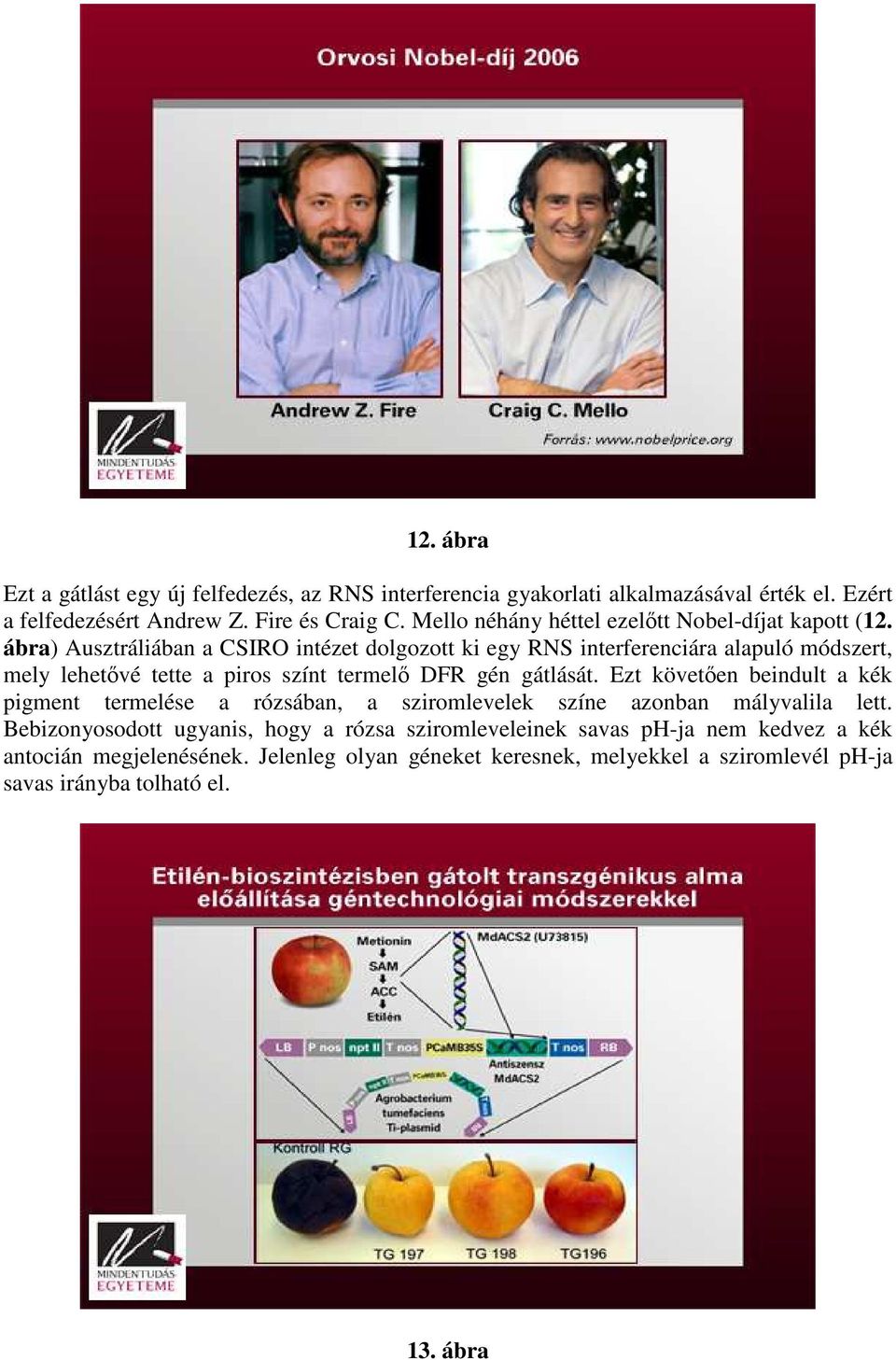 ábra) Ausztráliában a CSIRO intézet dolgozott ki egy RNS interferenciára alapuló módszert, mely lehetővé tette a piros színt termelő DFR gén gátlását.