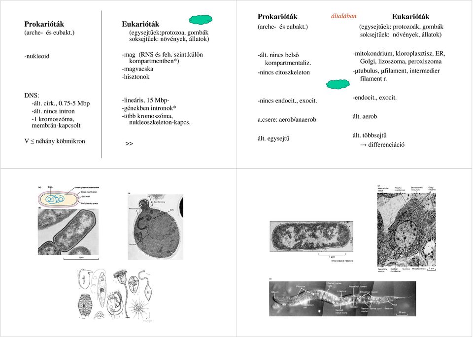 nincs belső kompartmentaliz. -nincs citoszkeleton -mitokondrium, kloroplasztisz, ER, Golgi, lizoszoma, peroxiszoma -µtubulus, µfilament, intermedier filament r. DNS: -ált. cirk., 0.