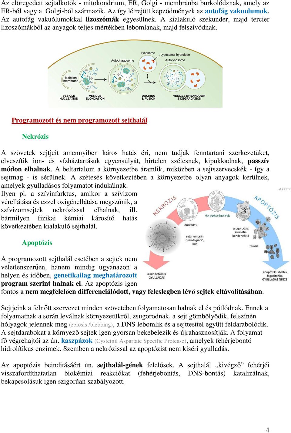 Programozott és nem programozott sejthalál Nekrózis A szövetek sejtjeit amennyiben káros hatás éri, nem tudják fenntartani szerkezetüket, elveszítik ion- és vízháztartásuk egyensúlyát, hirtelen