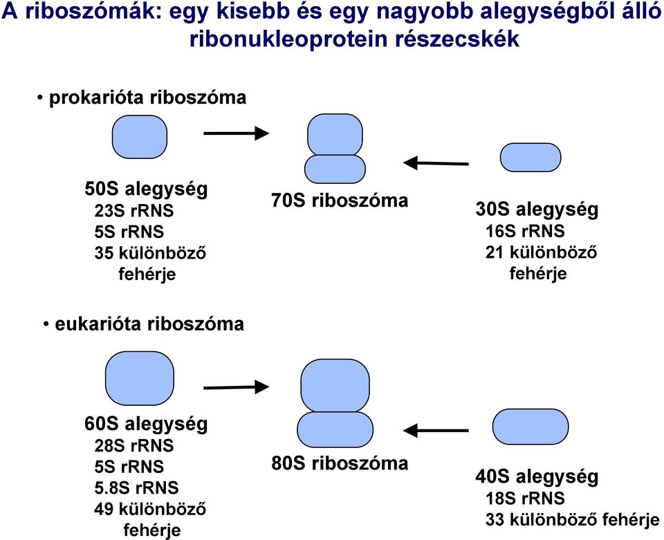 30S alegység 16S rrns 21 különböző fehérje eukarióta riboszóma 60S alegység 28S rrns 5S