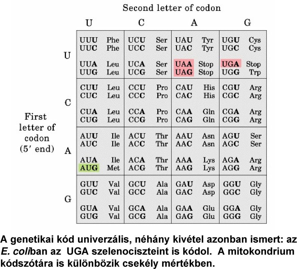 coliban az UGA szelenociszteint is kódol.