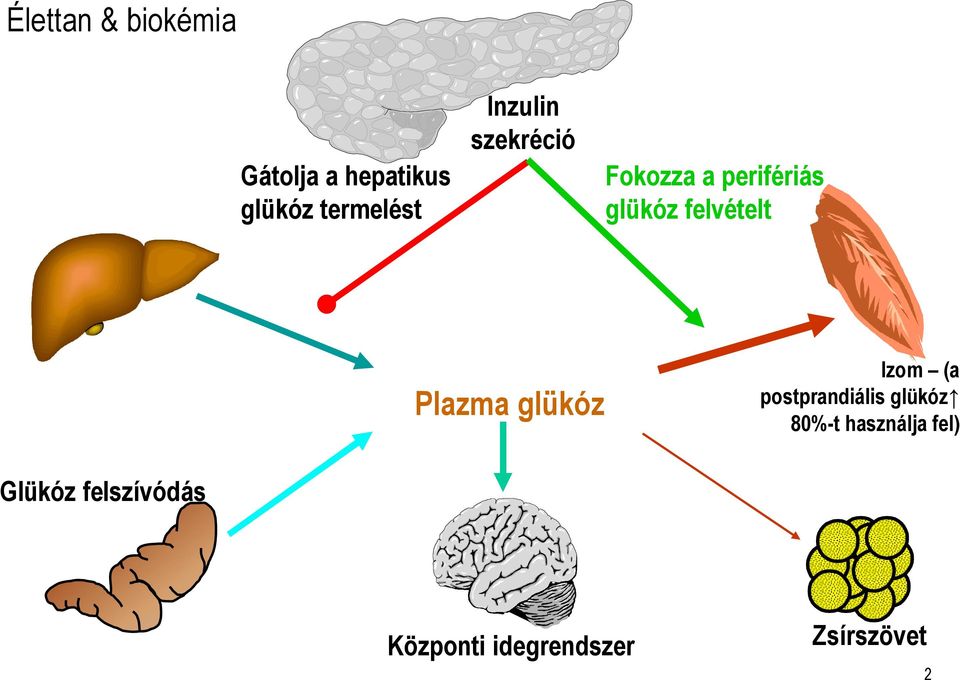 Plazma glükóz Izom (a postprandiális glükóz 80%-t