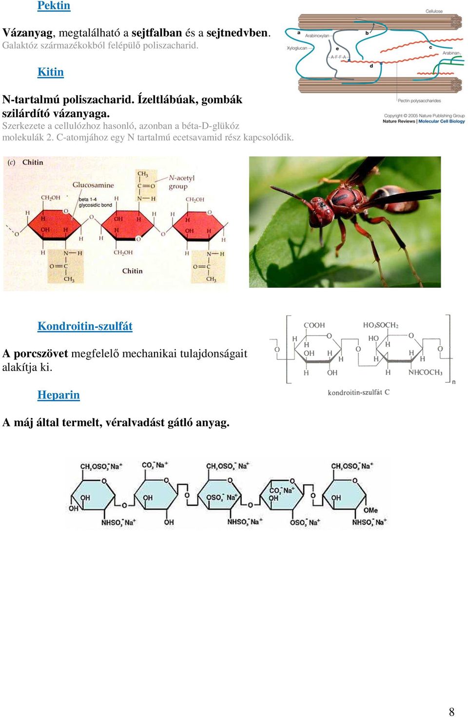 Szerkezete a cellulózhoz hasonló, azonban a béta-d-glükóz molekulák 2.