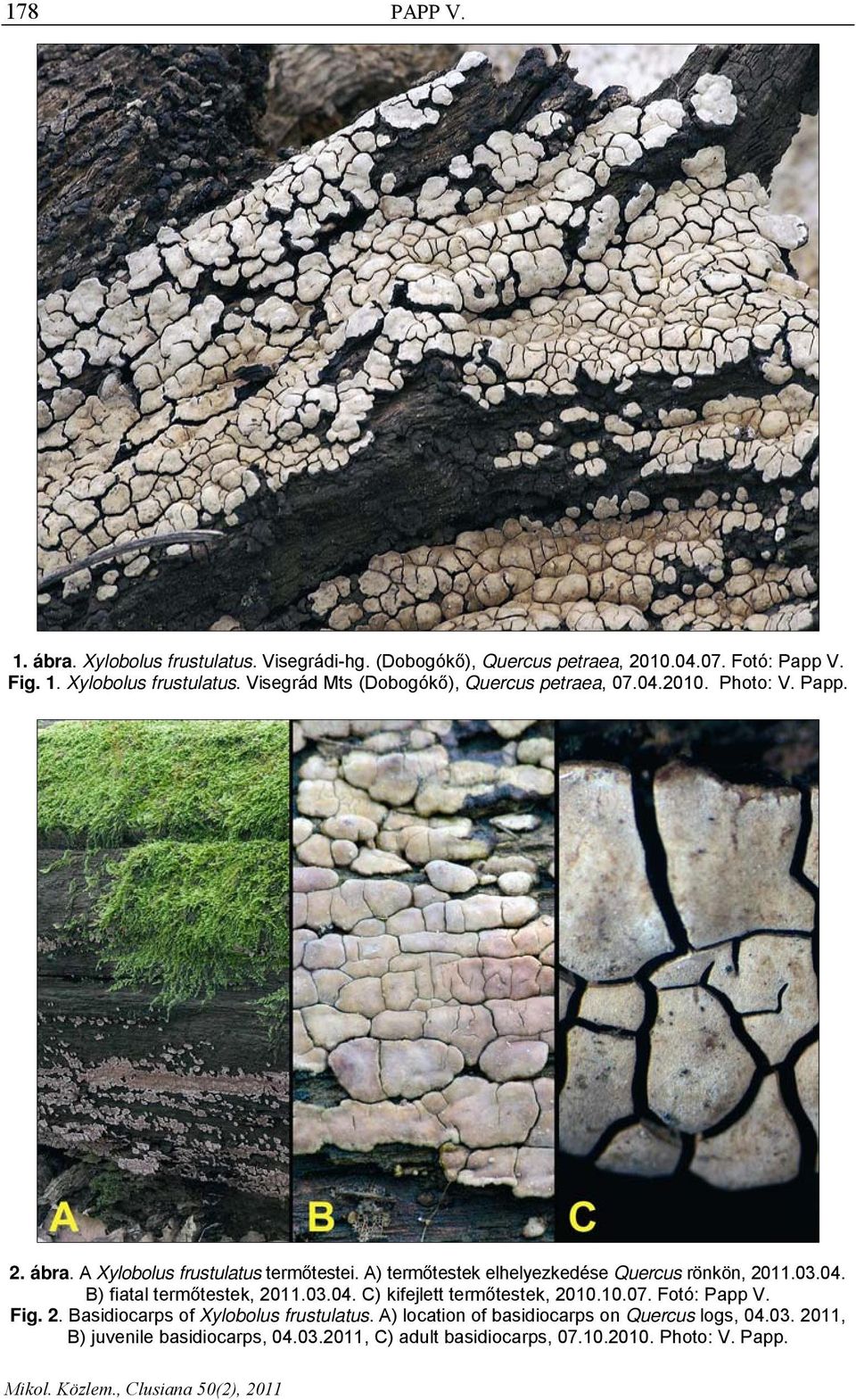 03.04. C) kifejlett termőtestek, 2010.10.07. Fotó: Papp V. Fig. 2. Basidiocarps of Xylobolus frustulatus.