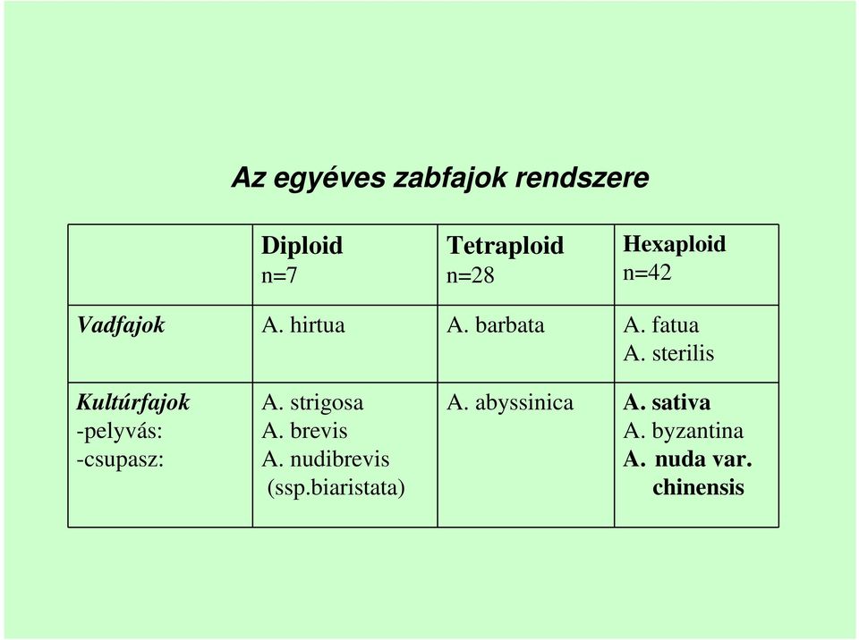 sterilis Kultúrfajok -pelyvás: -csupasz: A. strigosa A. brevis A.