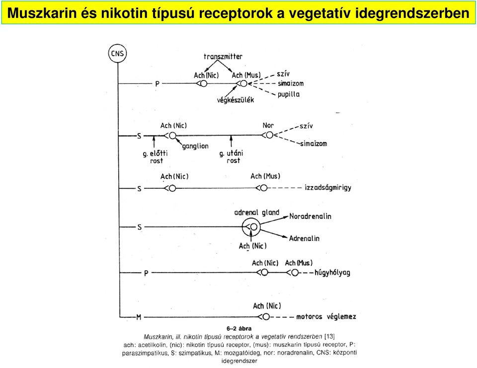 receptorok a