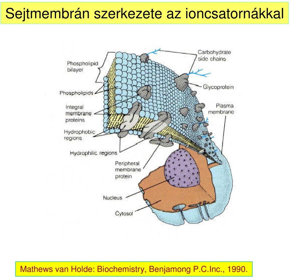 Mathews van Holde: