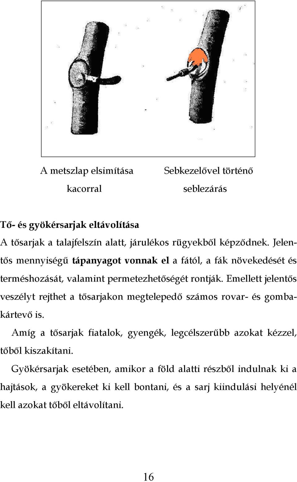 Emellett jelentős veszélyt rejthet a tősarjakon megtelepedő számos rovar- és gombakártevő is.