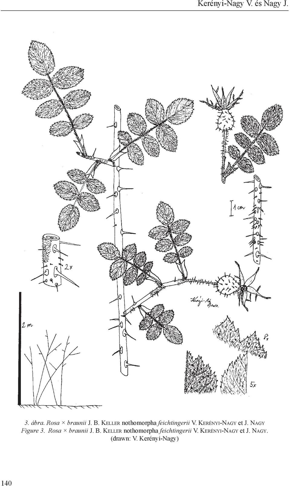 Na g y Figure 3. Rosa braunii J. B.  Na g y. (drawn: V.