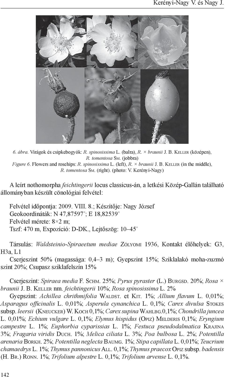 Kerényi-Nagy) A leírt nothomorpha feichtingerii locus classicus-án, a letkési Közép-Gallán található állományban készült cönológiai felvétel: Felvétel időpontja: 2009. VIII. 8.