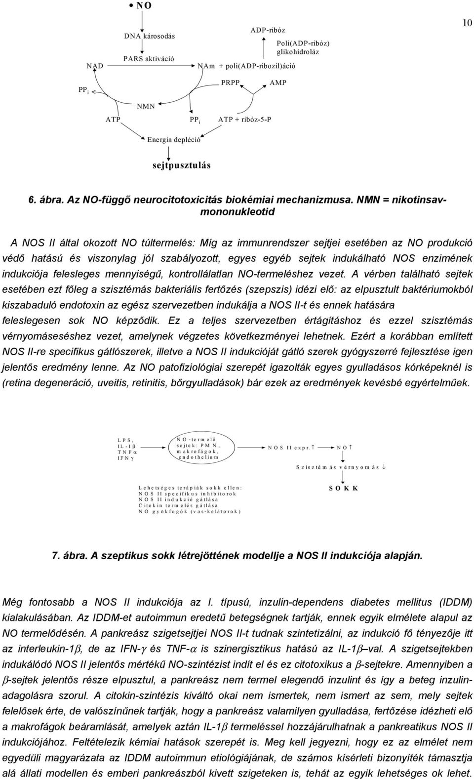 M = nikotinsavmononukleotid A OS II által okozott O túltermelés: Míg az immunrendszer sejtjei esetében az O produkció védő hatású és viszonylag jól szabályozott, egyes egyéb sejtek indukálható OS