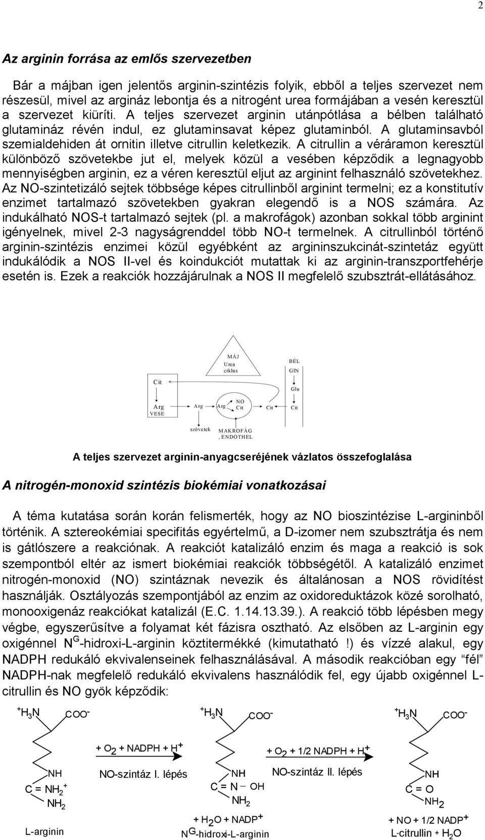 A glutaminsavból szemialdehiden át ornitin illetve citrullin keletkezik.